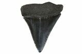 Fossil Great White Shark Tooth - South Carolina #340324-1